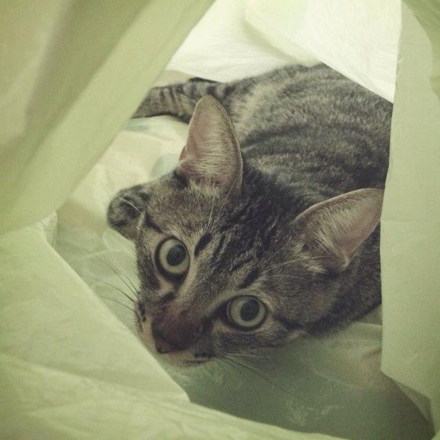 SenkiGma's profile picture. 化学肥料、農薬を使わない土つくりに依存した安全な農法を応援しています。