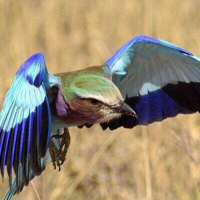 鳥綱/ブッポウソウ目/ブッポウソウ科/ニジブッポウソウ属/ライラックニジブッポウソウ/Coracias caudata/Lilac-breasted Roller