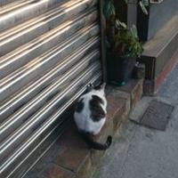 けんさん (@dechi_nn) 's Twitter Profile