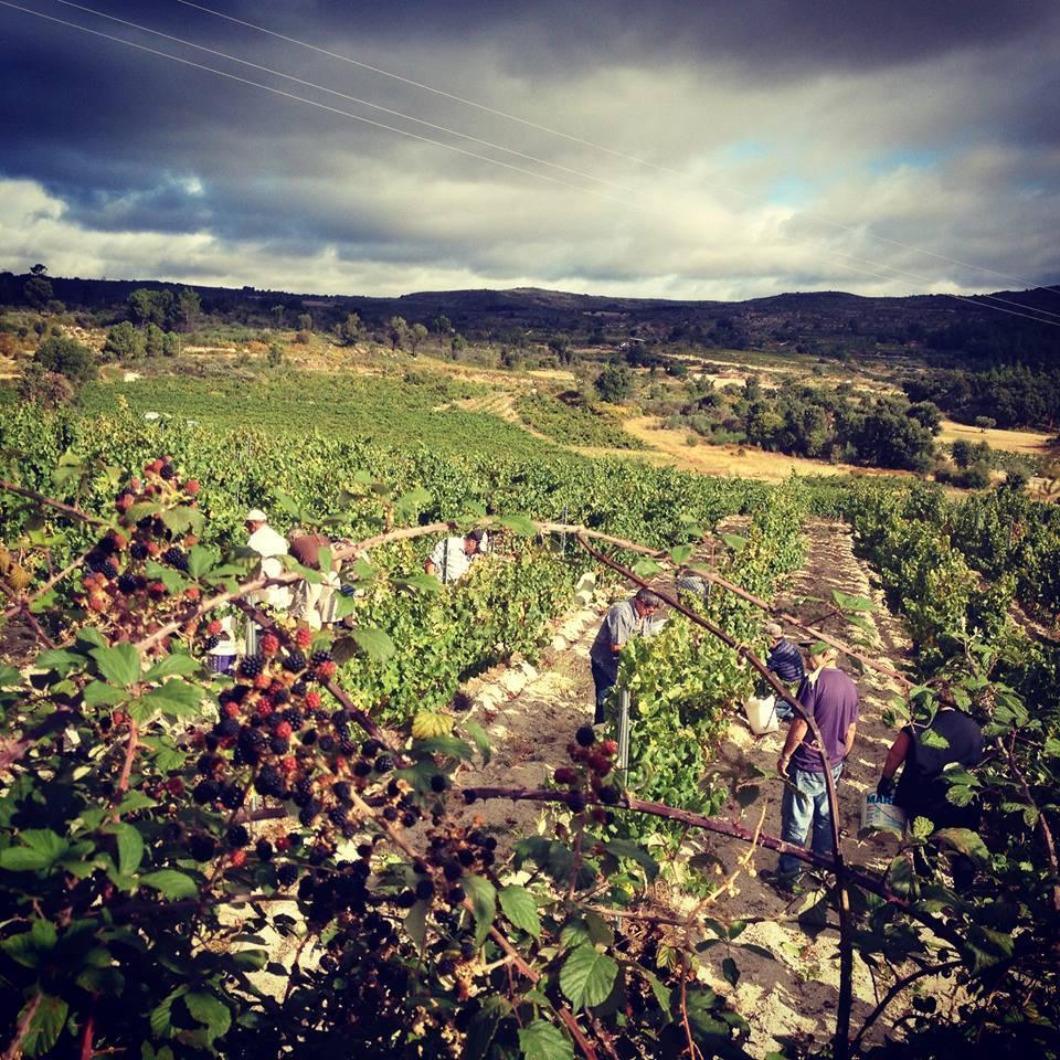 Portuguese Wine Producer, old familiar  and traditional techniques combined with new technologies.