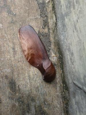 fitri_komala's profile picture. 