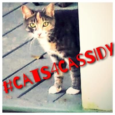 Cats (and even a couple dogs) across Louisiana are excited to elect @BillCassidy! #cats4cassidy #meowthevote