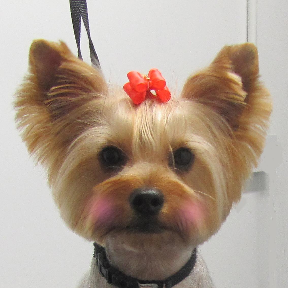 petland dogs petland grooming petlandgrooming petland dogs petland grooming petlandgrooming