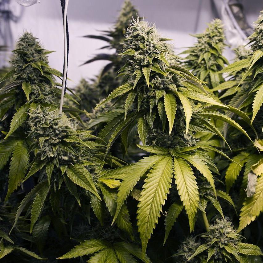 Cannabuzz wants promote the healthy growth of the cannabis culture in America. These are wonderful and exciting times, Cannabuzz wants to keep you informed...