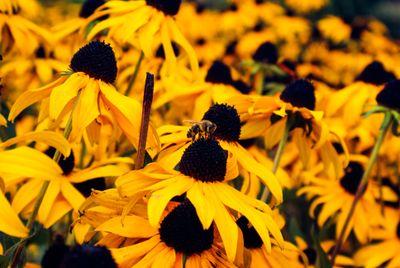 EmiliaSylver's profile picture. 