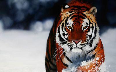 Coordinador RRPP Zoológico Club Madrid. Ofertas, Listas, Cumpleaños, Vips: WhatsApp: 633240283