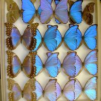 Bill Reynolds (@ncbugs) 's Twitter Profile