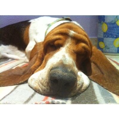 alamedeando's profile picture. Metiendo la pata desde que aprendí a andar...diciendo tonterías desde que hablo... Serpiente de arena del Dorne