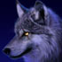 krimsonwolf's profile picture. A Wolf that is Crimson (With a K)