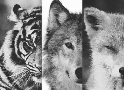 Dancer, Sprinter, Thrower, Whovian, Sherlockian. Sometimes you gotta fall before you fly. Officially to fierce for you.