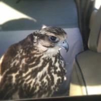 . (@sultan_q8x) 's Twitter Profile