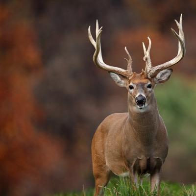 If you love FALL you came to the right page! Fall tweets you can relate to #Fall #Hunting #Sweatshirts #Jesus #TEAMFALL