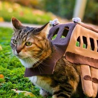 きゃわいい 猫ちゃん画像集 Florine Twitter