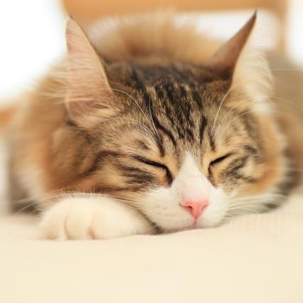 可愛い猫ちゃんの動画や画像でほっこりしちゃおう♡