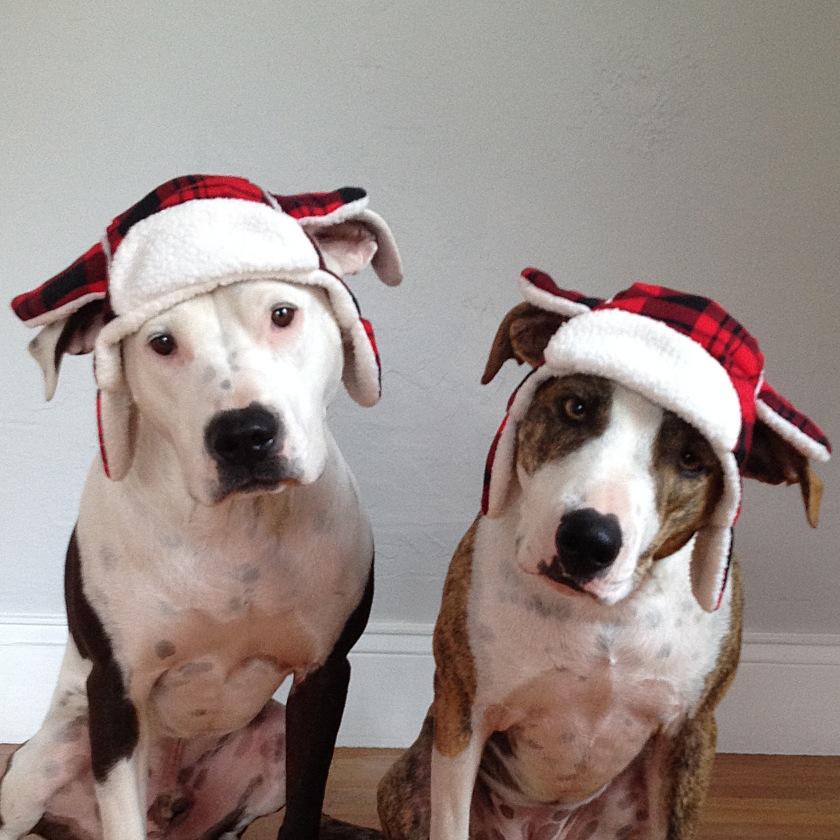 Just a couple of pitties up to some good. Norman recently passed his therapy dog test! Check out all of our adventures at http://t.co/TdZorVgQe8.