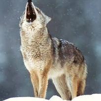 MaverickWolfe's profile picture. I'm just a Furry Who's a Wolf, a DJ, and a computer Technician. I'm also a FIRM rights Activist. I fully support EQUALITY! I may once in a while retweet NSFW co