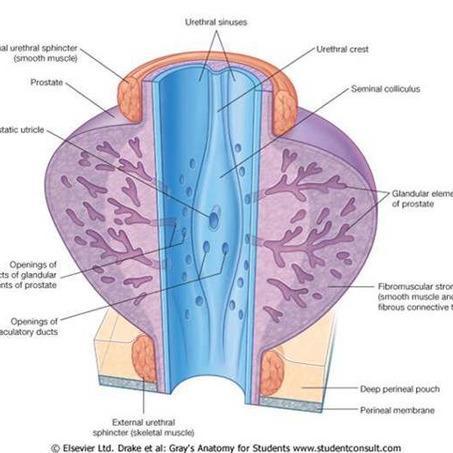 Chronic Non-Bacterial Prostatitis: Sharing latest research and advice about a condition affecting men between 30 and 50 years old