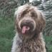 Australian Cobberdog (@divinecobberdog) Twitter profile photo Australian Cobberdog (@divinecobberdog) Twitter profile photo