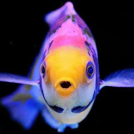 PR Fisheries & Exporters is a genuine and most respected aqua interior designers and wholesalers in marine and fresh water ornamental fishes.