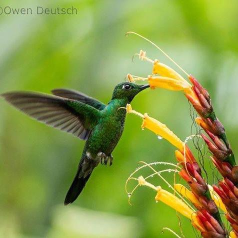 iara_im's profile picture. 🌷