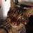 TillyCat9lives's profile image