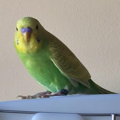 bird
yellow,blue cheeks