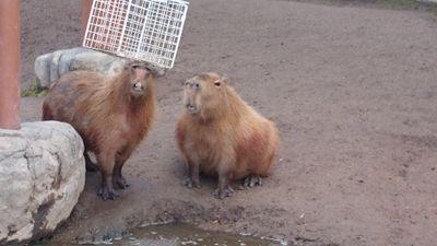 kanbukouho's profile picture. カピ腹