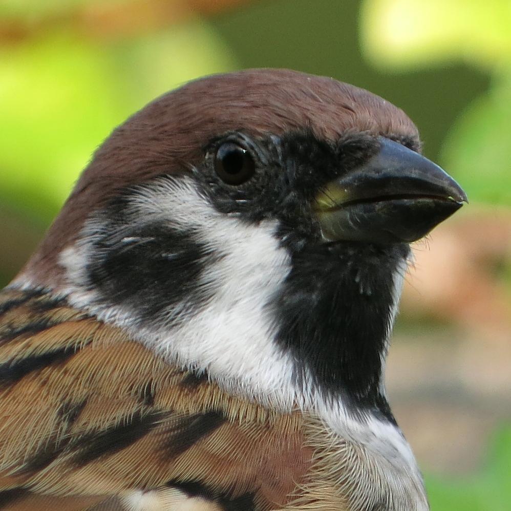 野鳥画像専門。時々ＲＴ。基本、無言フォローと無返信です。ごめんなさい。