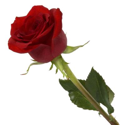 Profile Picture of Bryan Alam (@UmeedPress) on Twitter