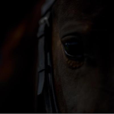 AmyDouglasBaker's profile picture. Barrister (commercial, public & animal law), passionate animal rights advocate, privileged 'fur parent' & enthusiastic equestrienne