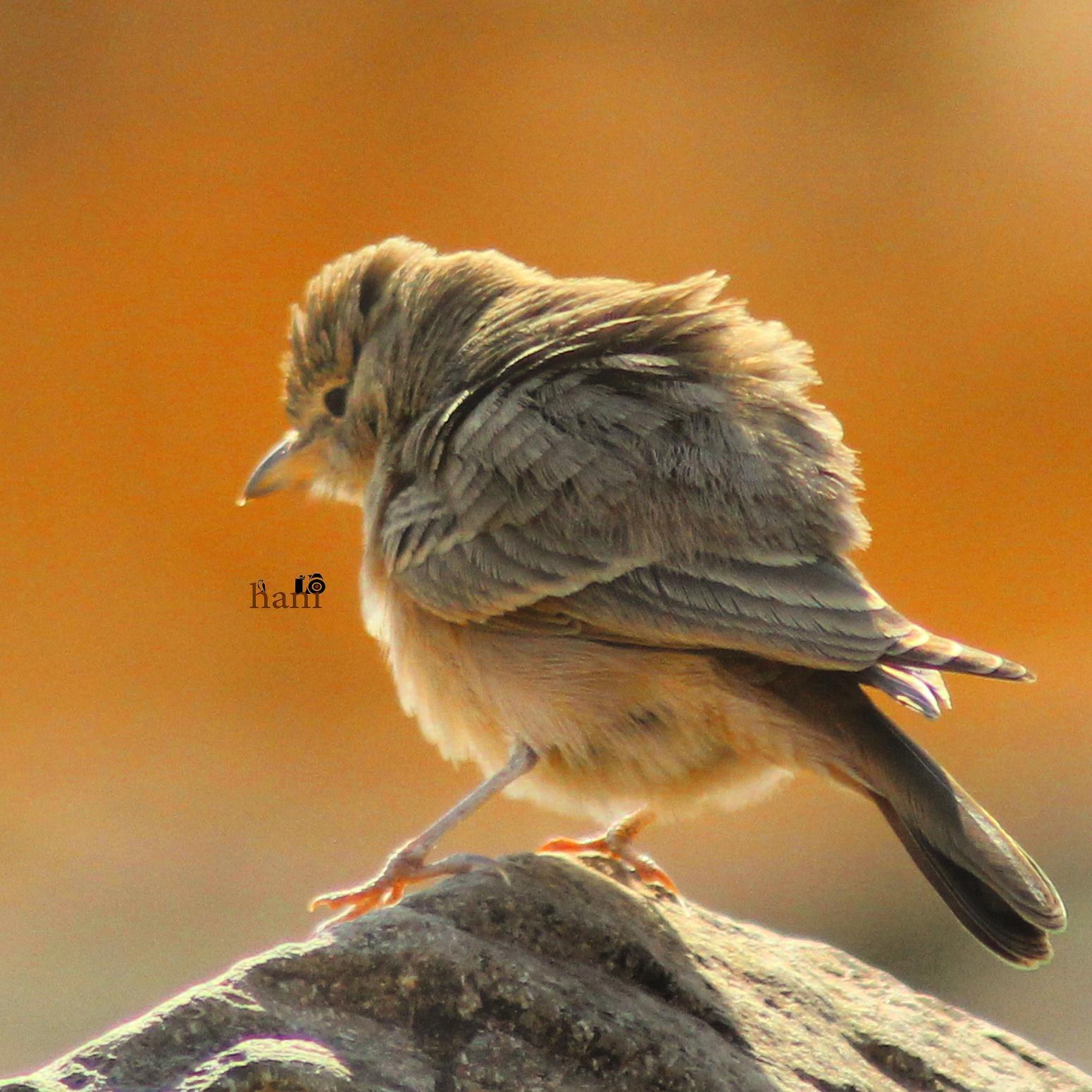 hani33164's profile picture. مصور فوتغرافي                                      محب للطبيعة                                    ولتصوير الحيوانات البرية والمهاجرة