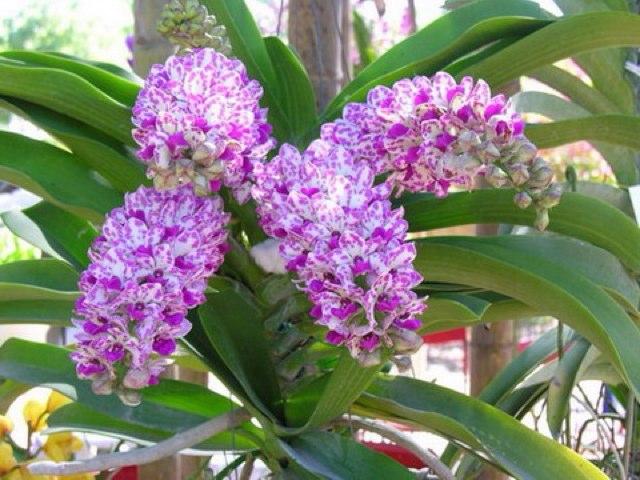 panhtong's profile picture. เพชรบุรี