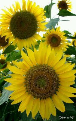 love_macmac's profile picture. (^з^)-☆