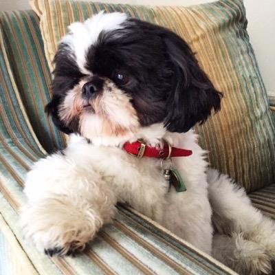 ishihtzubertie's profile picture. Fun loving Shitzu. Find me on Instagram @ishihtzubertie and on YouTube 'Bertie the Little Shih Tzu'