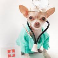 Veterinaria de profesión  y por vocación.