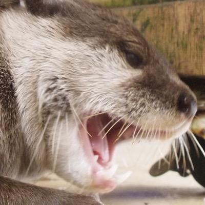 maromromin's profile picture. カワウソの追っかけをしています。もう夢中です。 そして、ときどき音楽。