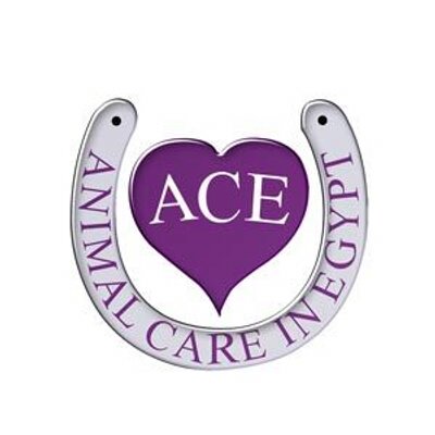 Animal Care in Egypt (@aceegypt) / Twitter Animal Care in Egypt (@aceegypt) / Twitter