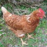 PintoJaldemir's profile picture. gosto da fazenda e de coisas legal