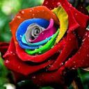 bushra batool - @batool_jaffer - Twitter