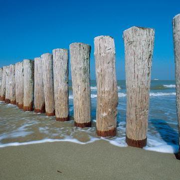 Zeelandbel's profile picture. 