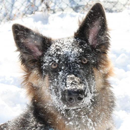 Gaz982's profile picture. I enjoy watching movies, reading books, listening to music/pod-casts, Avid gamer, love to build computers and taking the dog out :D