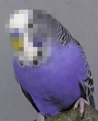 I am a bird........?