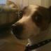 Hungry Hound (@hungry_hound) Twitter profile photo