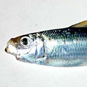 chicosardina's profile picture. 