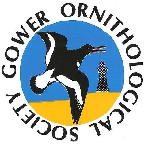 Gower Ornithological Society. A bird club celebrating the Bird Life of West Glamorgan #GowerBirds