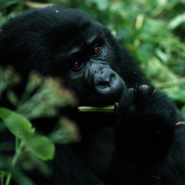 🌿Research group led by Dr Jessica Rothman @hunter_college @therealNYCEP. We study how wild animals meet nutrient needs with @ugwildlife 🌿🌸 🇺🇬🇺🇬🇺🇬