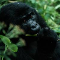 WildlifeNutrition Lab 🐒🌿 (@primateeats) 's Twitter Profile