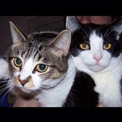 In loving memory of Saoirse Pretty Girl and Sampson Killian Bampf 🌈 We loved breakfast, second breakfast, elevensies, luncheon, afternoon nip, dinner & supper.