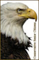 Just bought a new Sieg 9 mm, already have conceal carry permit, belong to NRA and taking my first gun class Sat with my daughter... and I’m 74!