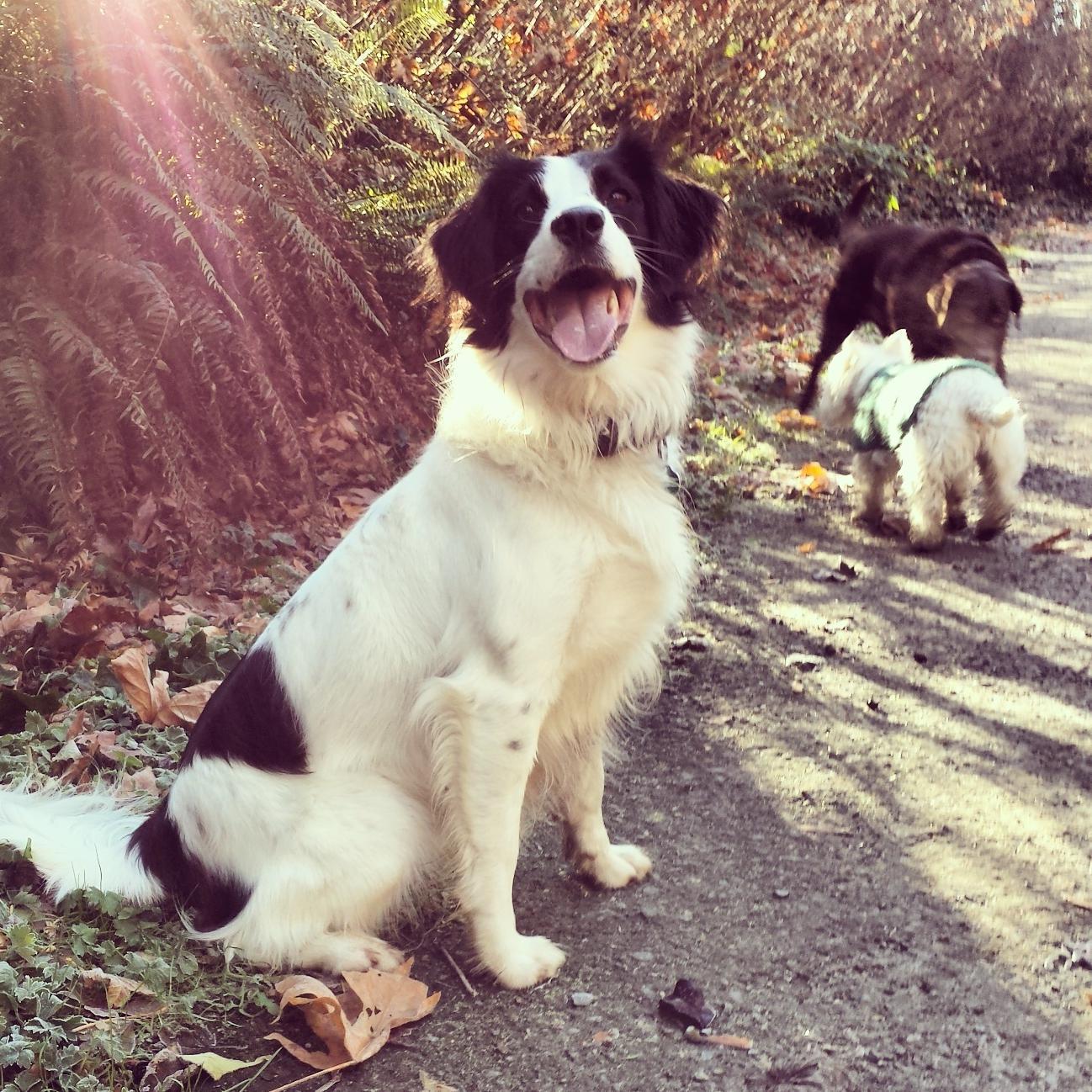Providing your dogs with hours of fun!